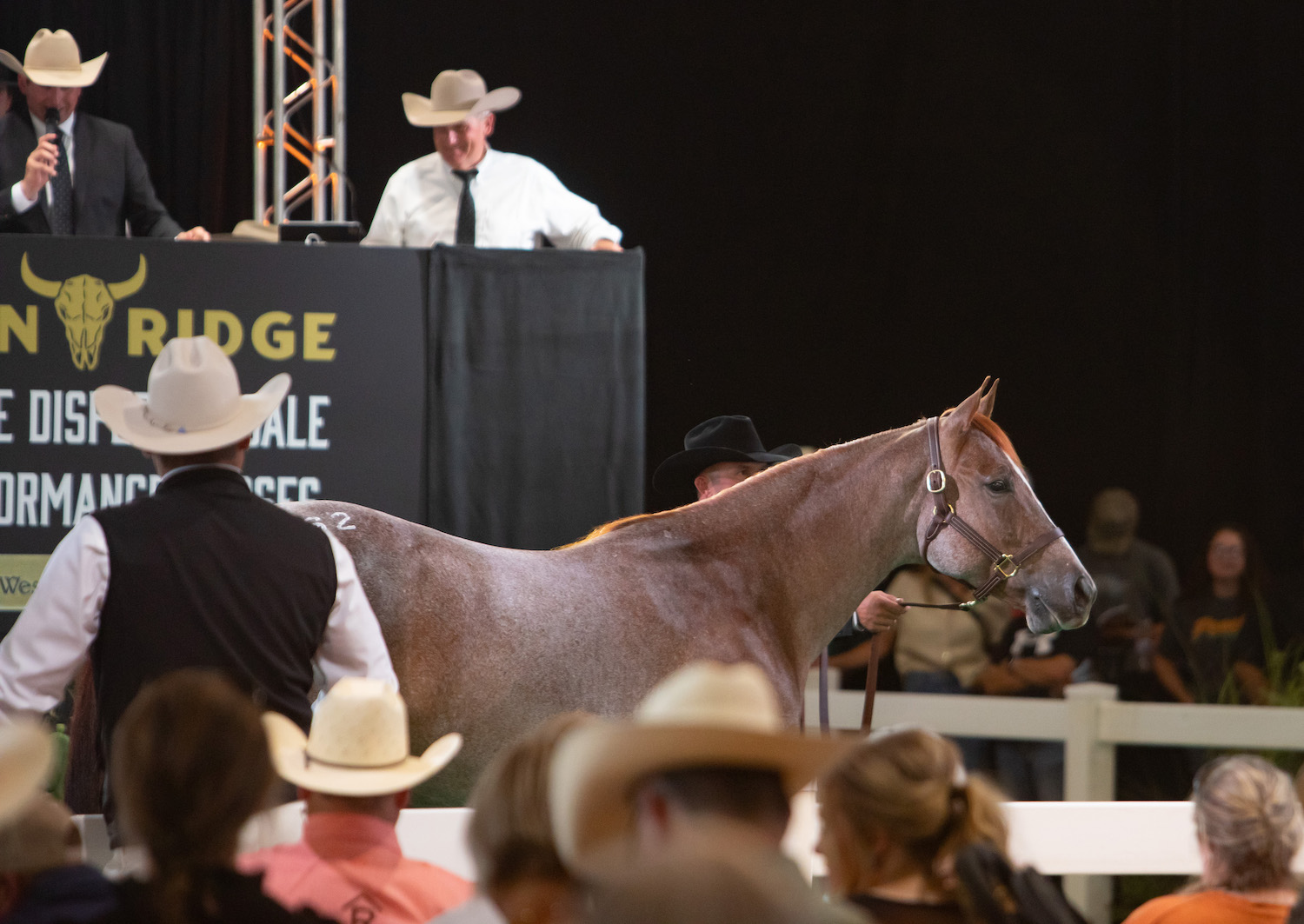 $5 M de Dólares: All Spice hace historia al convertirse en la yegua de cowhorse más cara.