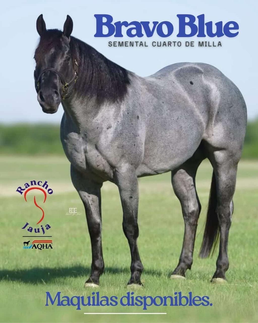 Bravo Blue, semental Cuarto de Milla. Maquilas disponibles en Rancho Jauja